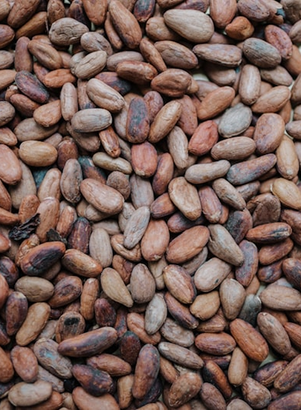 カカオ豆